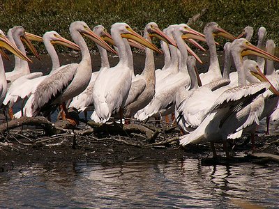 A Sunday Congregation of Birds...