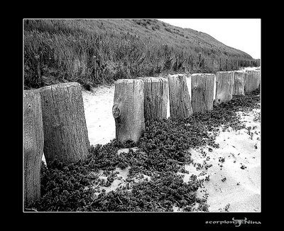 sea in black and white