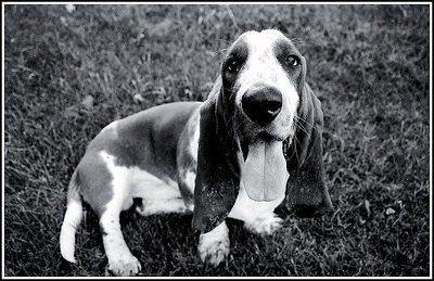 Ain't Nothin' But A Hound Dog