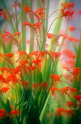 Soft Summer Blooms