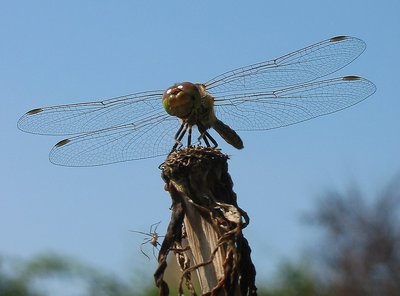 Dragonfly and spider in the air