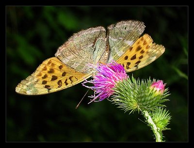 Butterfly or flower?