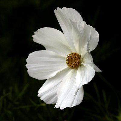 White Flower