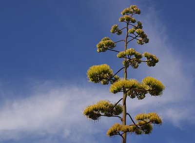 Agave Flowers