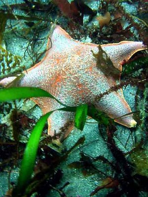 starfish just hanging out