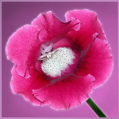 Gloxinia blossom.