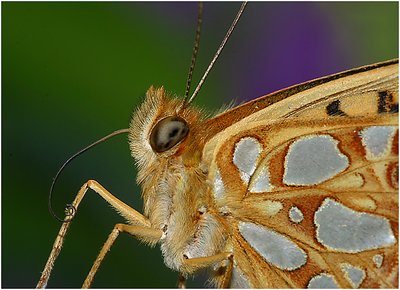 butterfly very near