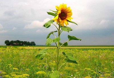 Alone Sunflower