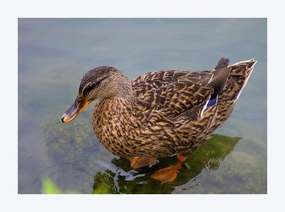 Mallard Female