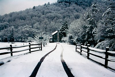 LONE VISITOR