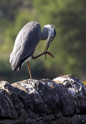 Heron acrobat