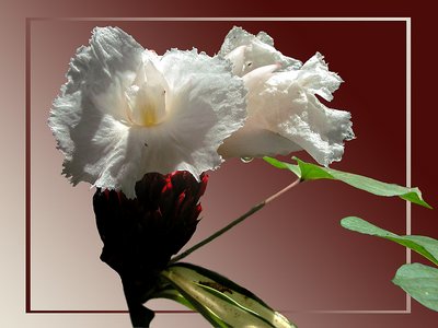 Alpinia en fleur