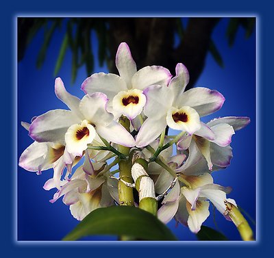 Orchids 2