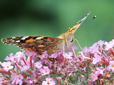 Beautiful butterfly