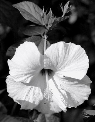 Hibiscus #2
