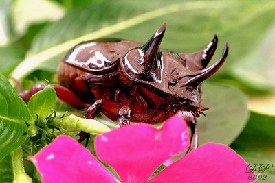Rhino Bug