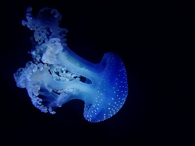 Another creature from the deep