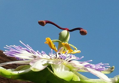 Passionflower against the blue sky