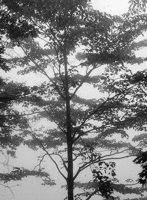 Tree, Near Nikko