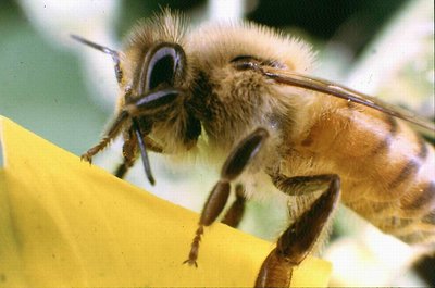 Bee on yeloow flower