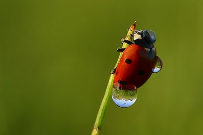 ladybug morning