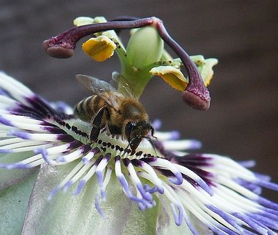 Bee at work on a passionflower