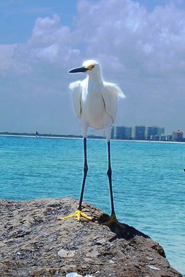 Marco Island, FL bird