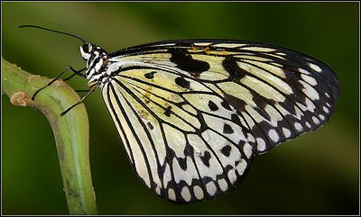 Tree Nymph (Idea leuconoe) from Malaysia