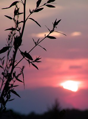 nature at sunset