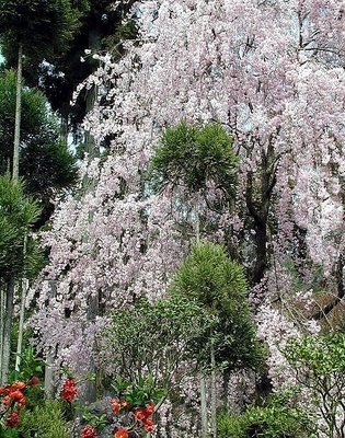 KYOTO Spring-2-.