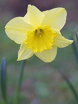 Dafodil