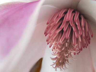 magnolia xi