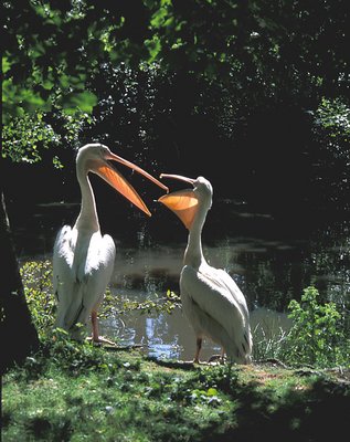 Backlit Pelicans