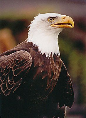 American Bald Eagle