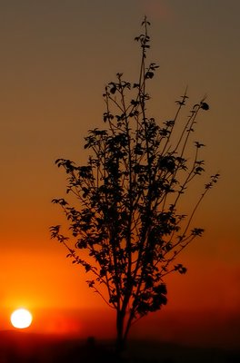 Lone Tree and the Setting Sun