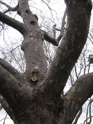 horny tree