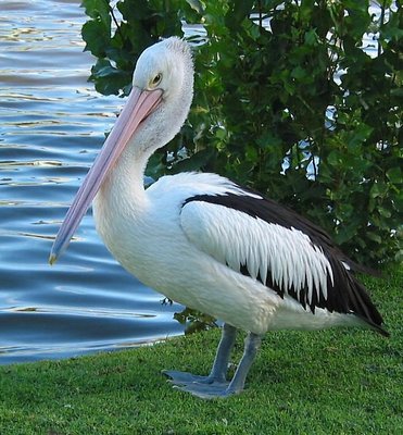 Poised Pelican