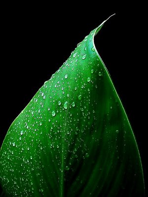 Canna Leaf