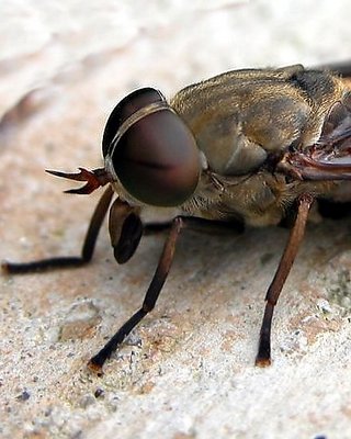 Horsefly.