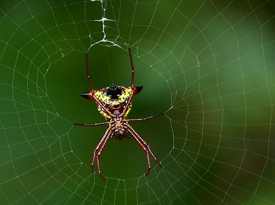 Arrow - shaped Micrathena