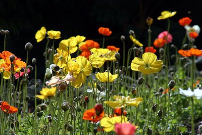 Field of colour