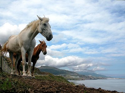 Horses