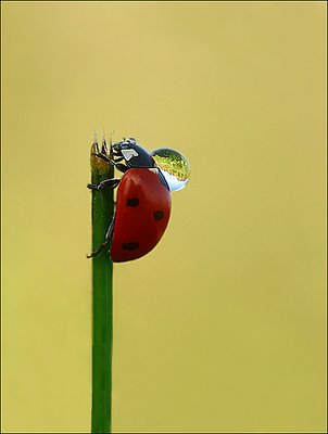 sisyph 2