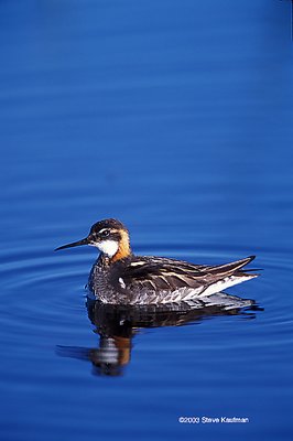 Red-necked Phalarope