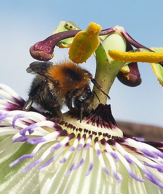 Passionflower and bumble bee against the blue sky