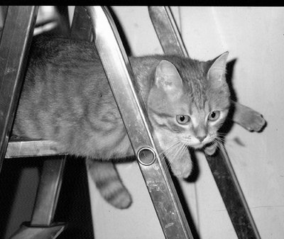 Ginger on the ladder
