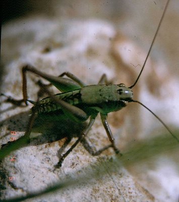 Grasshopper