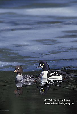 Barrow's Goldeneye Ducks