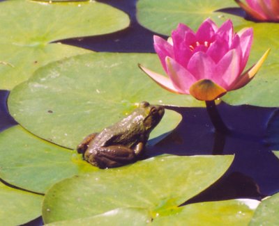 Pond Life