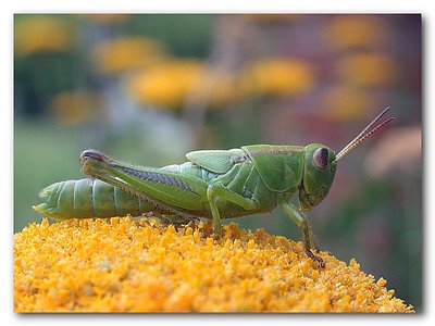 Grasshopper